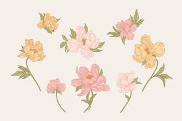 Floral illustration. Set with delicate peonies in soft pastel shades of pink and yellow on a neutral background. The hand-drawn design. Soft pastel colors.