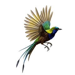 Fototapeta premium Vibrant Exotic Bird Flying Wings Spread Colorful Plumage Isolated White Background