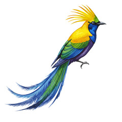 Fototapeta premium Vibrant Tropical Bird Illustration with Yellow Crest and Long Blue Tail