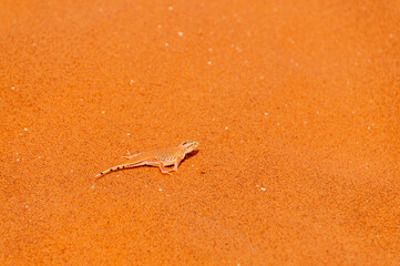 Close-up of a shovel-snouted lizard -Meroles anchietae- in the red sand of the Sossusvlei dunes in Namibia.