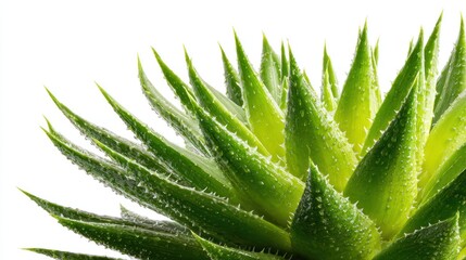 Close-up of aloe vera plant