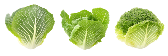 High quality photograph of three different napa cabbages