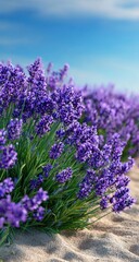 Obraz premium Vibrant lavender field under a clear sky
