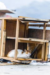a cat sleeping in an old broken wooden drawer
