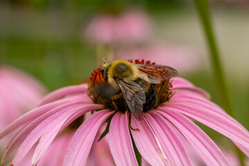 Bumblebee ~ Bombus on echinacea