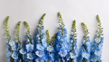 a bouquet of blue delphinium flowers arranged vertically against a light background