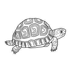 Tortoise.Hand drawn Land turtle.Sulcata tortoise, African spurred tortoise Galapagos Giant Tortoise .Vector illustration with white backgroun
