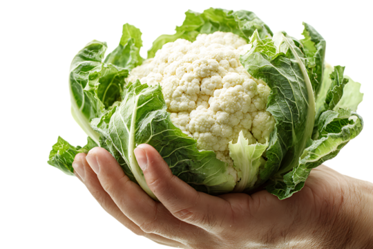 Close up of hands holding a fresh head of cauliflower.