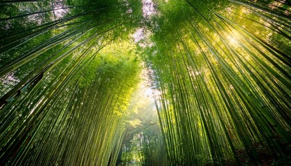 Fototapeta premium a serene morning in a dense bamboo grove