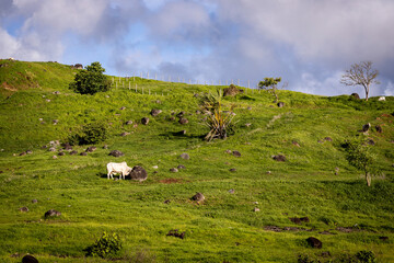 cows grazing in the meadow