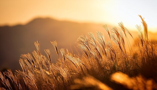 golden hour kush grass macro close up detail of kash ful with sunlit background