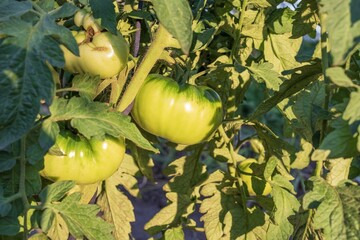 Close-up view of green unripe tomatoes hanging on plants in an outdoor garden. Concept of eco...