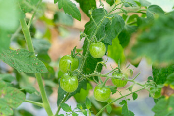 菜園の青いミニトマト