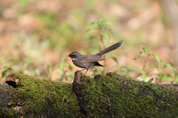 The white-throated fantail (Rhipidura albicollis albicollis) is a small passerine bird.This photo was taken in North India.