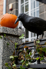 Exterior Beautiful atmospheric halloween carved pumpkins and scary Black Raven decorated on porch....