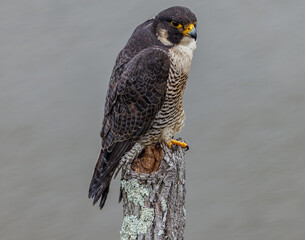 Peregrine falcon perched on weathered tree stump, sharp gaze, detailed plumage. Wild raptor in...