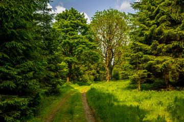 path in the forest