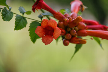 Fototapeta premium Close-up of a vibrant red-orange trumpet flower with buds and green leaves, captured in a garden setting. Perfect for illustrating nature, flora, seasons, gardening, and botanical concepts.