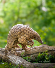 The Indian pangolin - Manis crassicaudata	