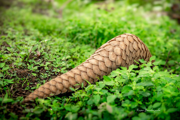 The Indian pangolin - Manis crassicaudata	