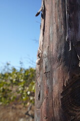 beautiful nature in Santorini Greece