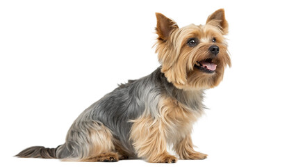 Scruffy adult blue-gold Yorkshire Terrier dog sitting isolated on white background PNG. AI GENERATED.