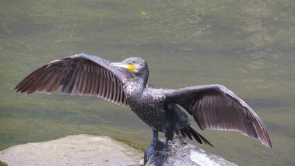 翼を広げるカワウ