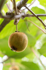 木になるキウイフルーツ