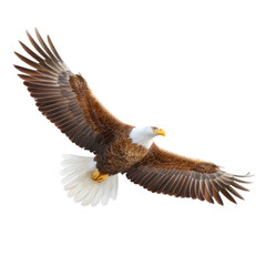 Obraz premium Majestic Bald Eagle Soaring Through Blue Sky with Outstretched Wings in a Graceful Display of Freedom and Strength