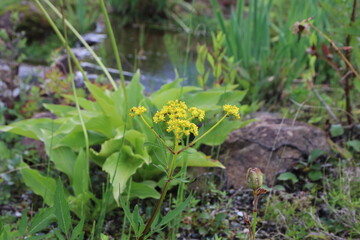白馬,小遠見山の風景、ゴンドラ乗り場に咲く花。オミナエシ。