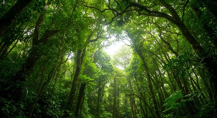 Fototapeta premium Lush Green Rainforest Canopy Worm's Eye View Nature Landscape Scene