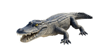 Naklejka premium Crocodile crawling forward isolated on white 