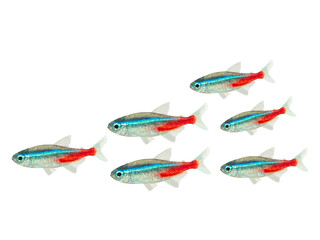 ネオンテトラ（5匹）