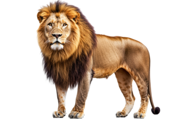 Powerful male lion in side profile
