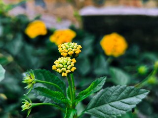 yellow flowers in the garden