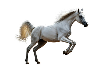Fototapeta premium Majestic white arabian horse rearing isolated on transparent background