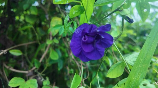 Close-up of a blooming deep purple butterfly pea flower surrounded by green leaves in a natural garden. Represents herbal plants, edible flowers, organic farming, and traditional natural remedies.
