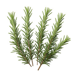 Fototapeta premium Rosemary Sprigs: Aromatic Herb with Transparent Background