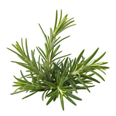Fototapeta premium Rosemary Sprigs Showcase: Aromatic Herb with Needle-like Leaves on Transparent Background