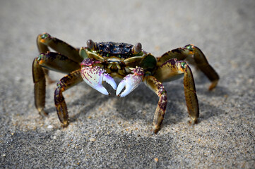 Another closeup of a crab in a fighting pose at the beach near Hoi An in Vietnam were full of...