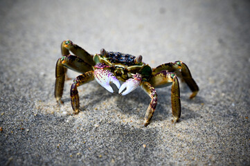 Another closeup of a crab in a fighting pose at the beach near Hoi An in Vietnam were full of...