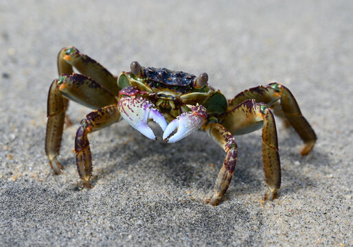 Another closeup of a crab in a fighting pose at the beach near Hoi An in Vietnam were full of interesting crab - the creatures allowed us to get very close and take photos