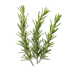 Fototapeta premium Rosemary Sprigs: Fresh Herbs with Transparent Background, Ideal for Culinary and Design Projects.