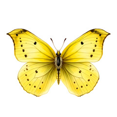 Yellow Butterfly Wings: Nature's Beauty with Transparent Background
