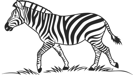 A zebra with black and white stripes walking on grass in a black and white vector illustration