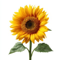 Obraz premium Vibrant yellow sunflower, green leaves, and stem on white background