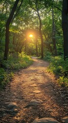 Fototapeta premium morning in the forest