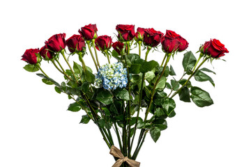 Fototapeta premium Red roses and blue hydrangea bouquet on clear background