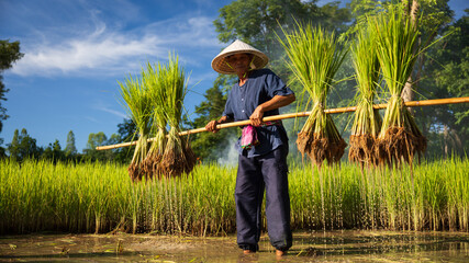 Farmer harvesting rice under blue sky