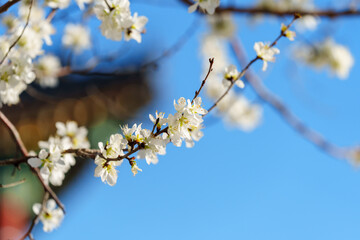 Peach Blossom by Kunming Lake in Summer Palace
